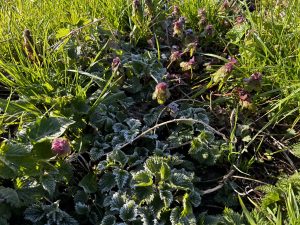 Begrünung im Frühling