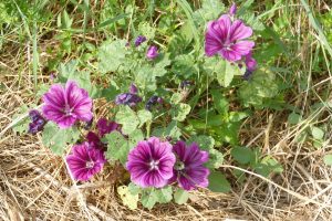 Blüten locken Bienen an