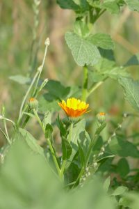 Ringelblume