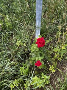 Rosen zeigen Mehltaubefall an