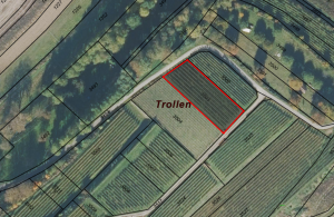 Gutedel im Gewann Trollen